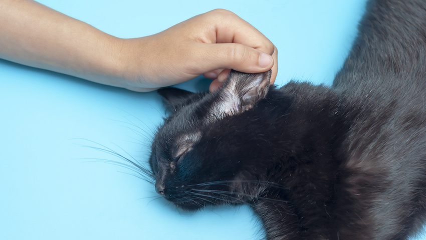 Ataxie bei Katzen: Gründe der Koordinationsstörung | Dr. Sam